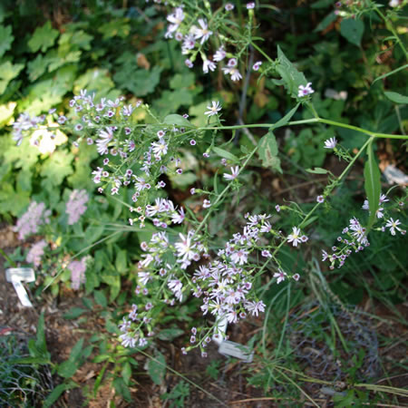 Aster drummondii